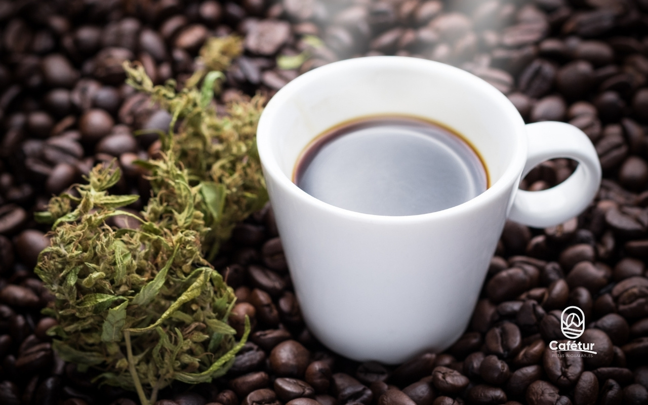 Café y Cannabis Medicinal