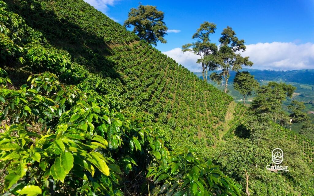 Descubre el Paisaje Cultural Cafetero Patrimonio Vivo de Colombia